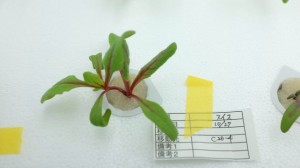 2642061_toshiba-clean-room-small-plant-marker